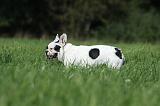 BOULEDOGUE FRANCAIS 742